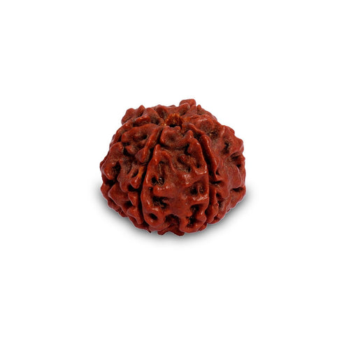 Children’s Shanmukhi Rudraksha Beads - Six Faced